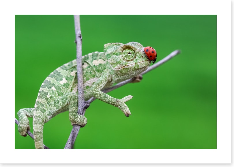 Reptiles / Amphibian