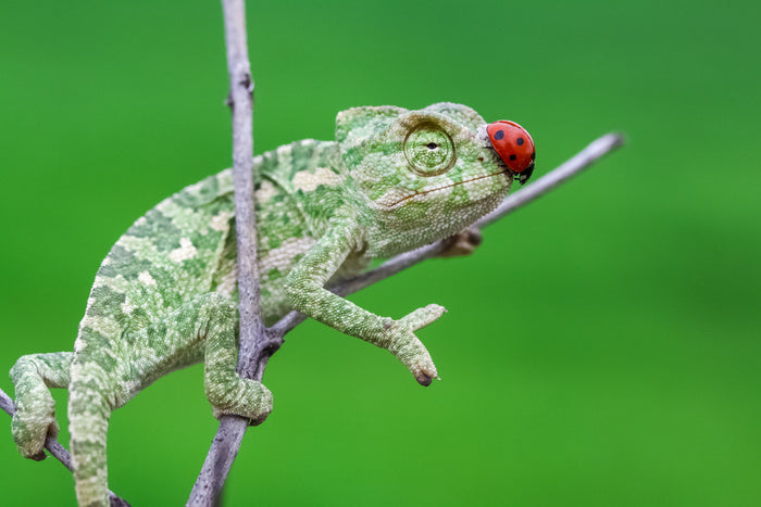 Reptiles / Amphibian