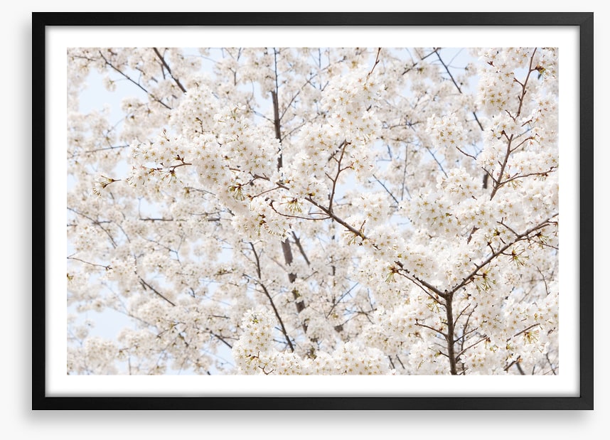 Snow white sakura