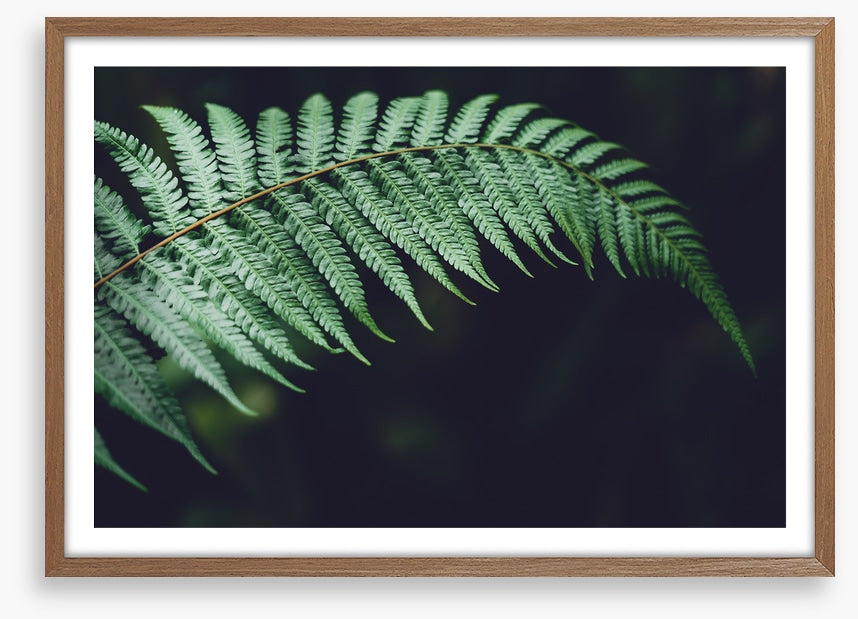 Fiddlehead frond