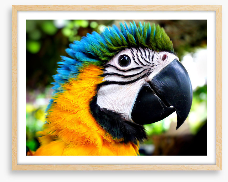 Macaw calling