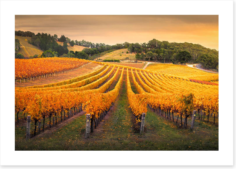 Golden vines