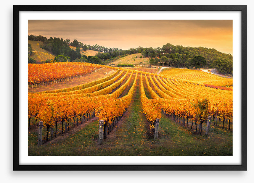 Golden vines