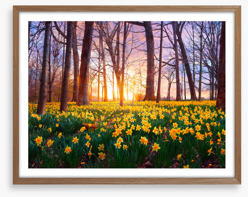Daffodil forest sunset