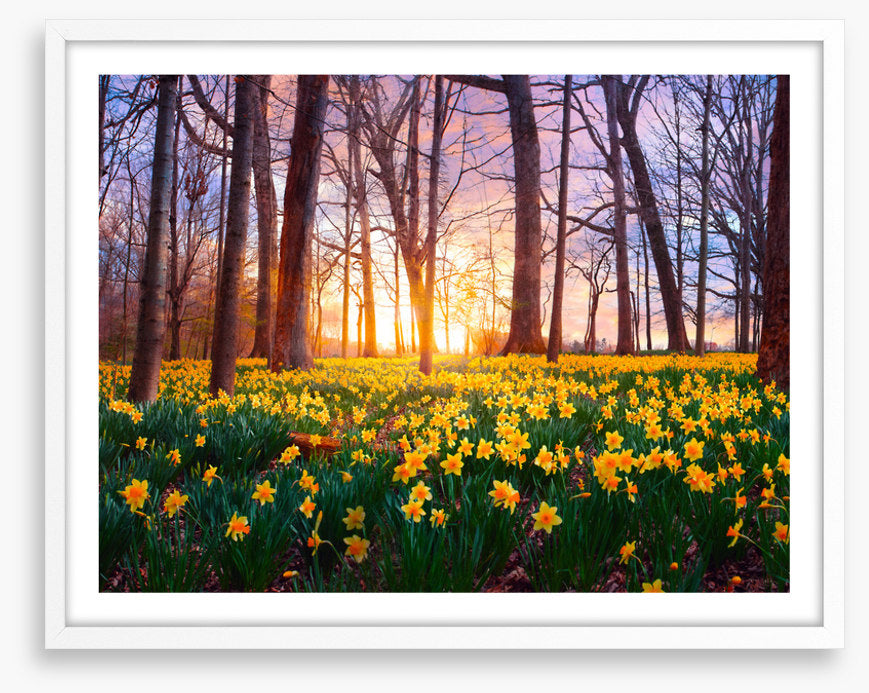Daffodil forest sunset