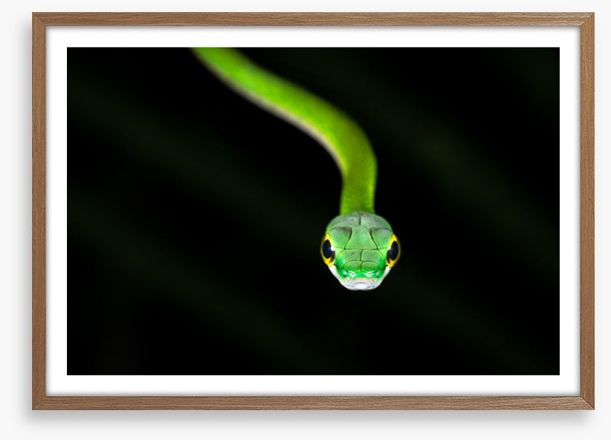 Reptiles / Amphibian