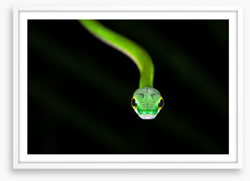 Reptiles / Amphibian