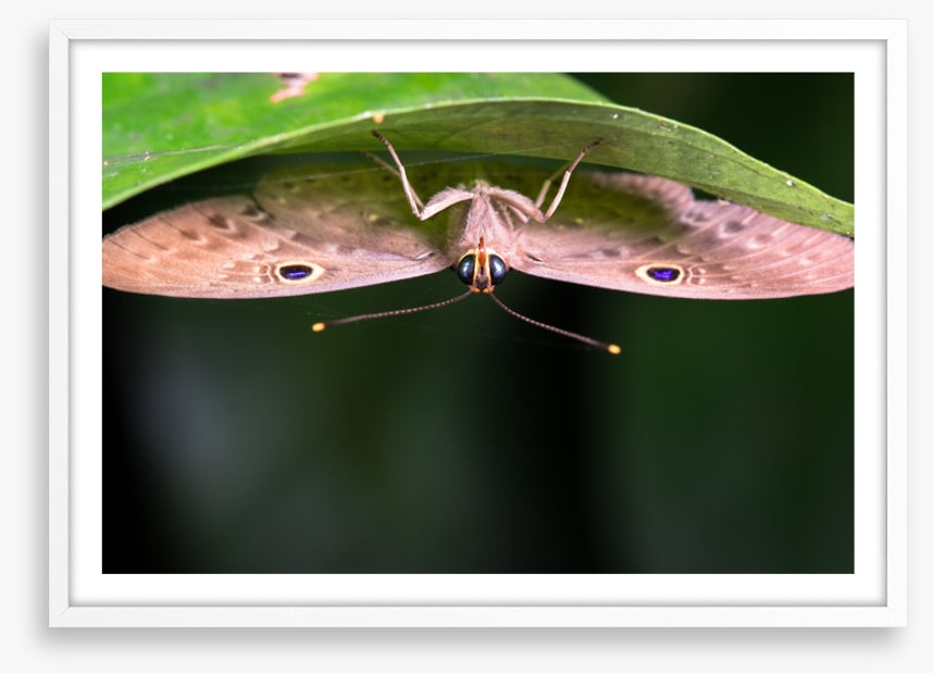 Insects