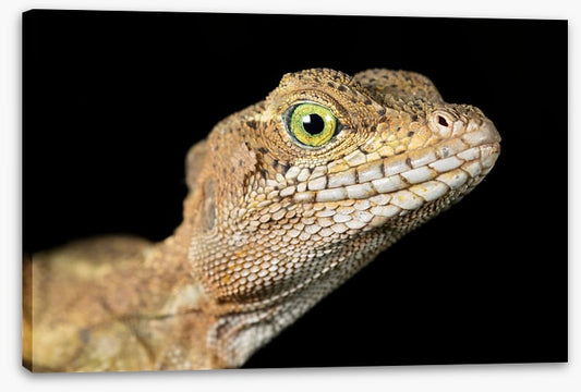 Basilisk in the night