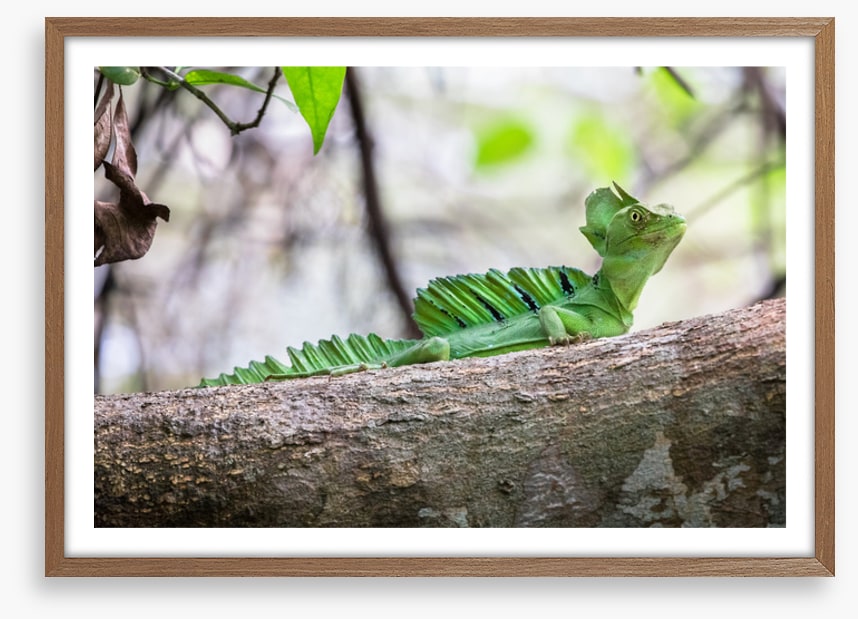 Reptiles / Amphibian