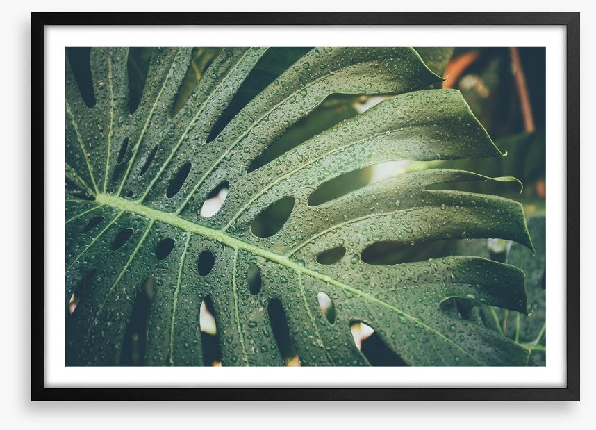 Monstera raindrops