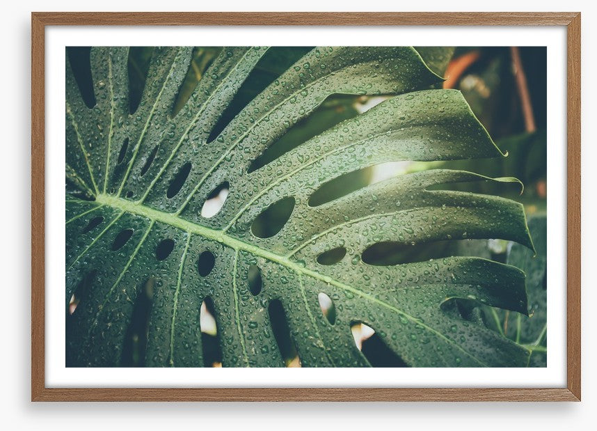 Monstera raindrops