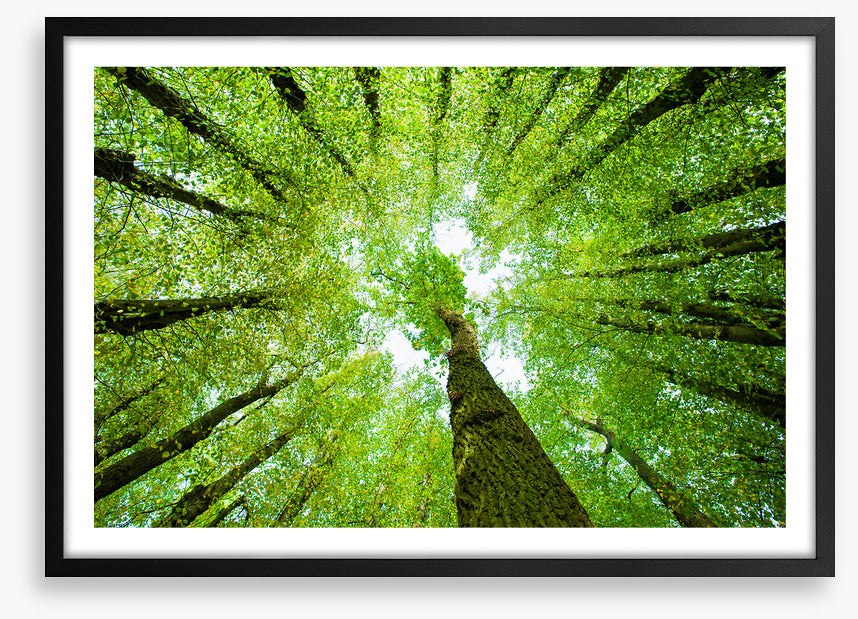 Lime tree canopy