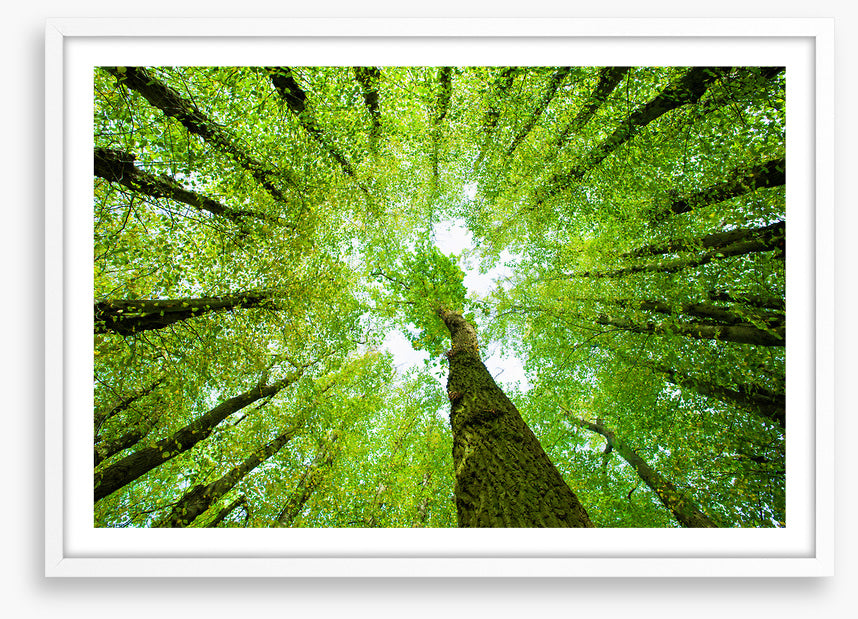 Lime tree canopy