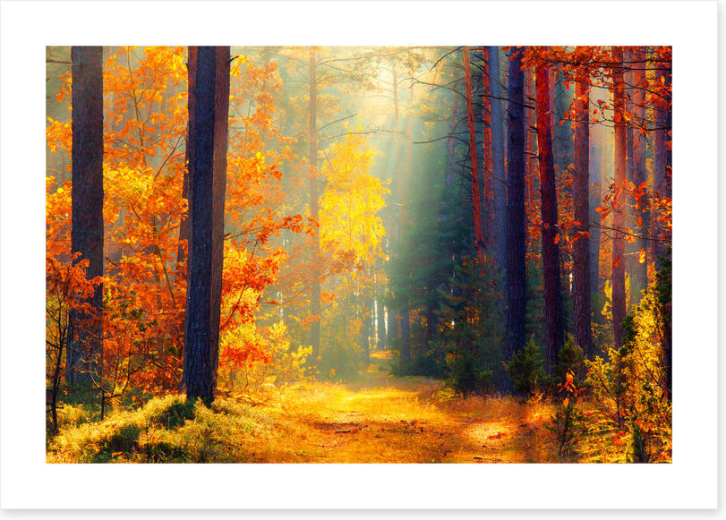 Autumn illuminated