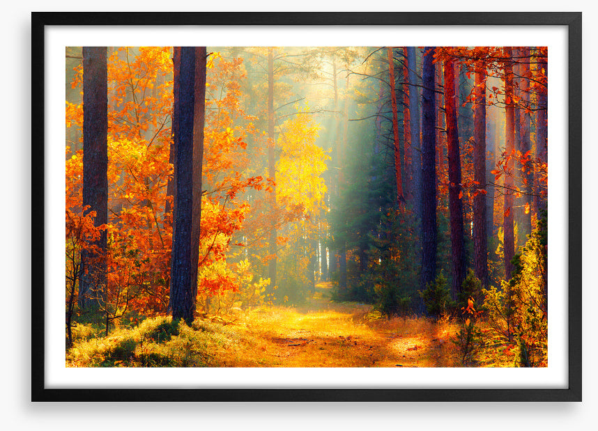 Autumn illuminated