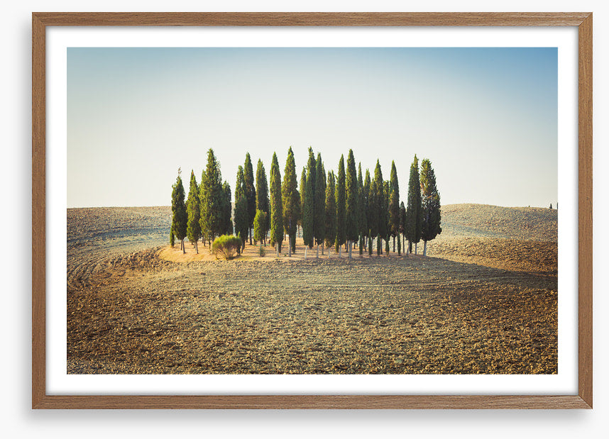 Trees