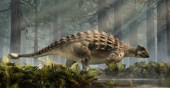 Ankylosaurus amble
