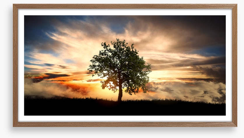 The lonely tree