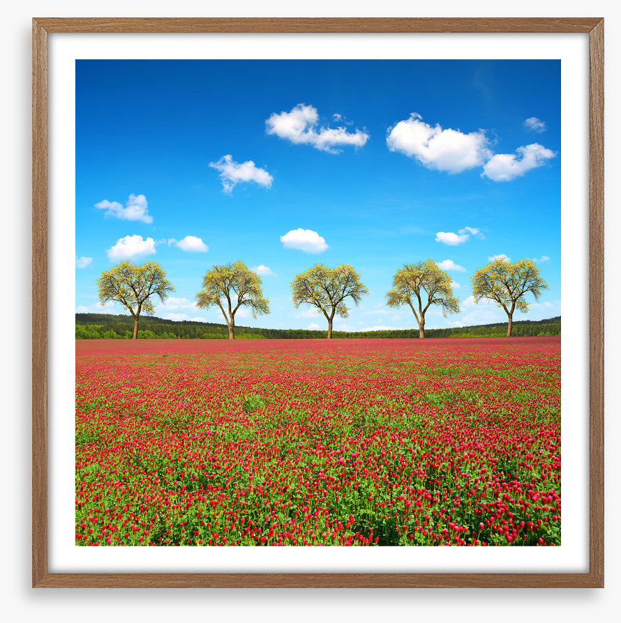 Five tree meadow
