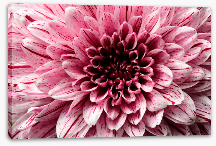 Pink aster petals