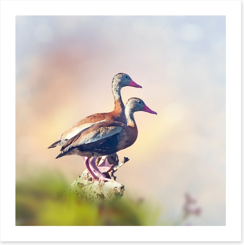 Birds