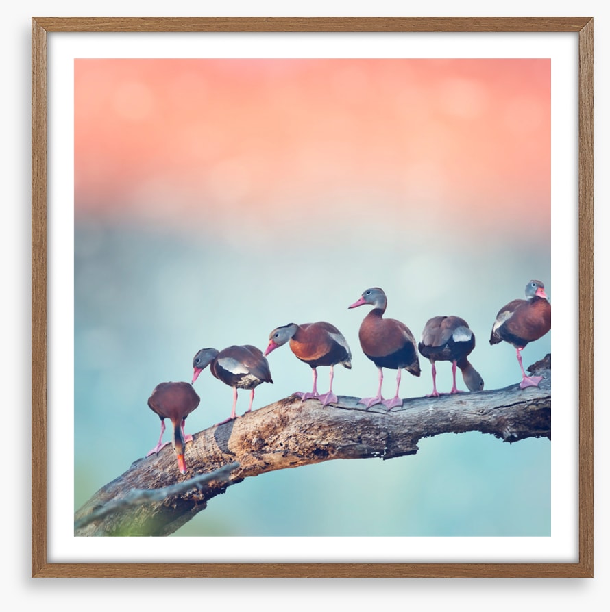 Birds