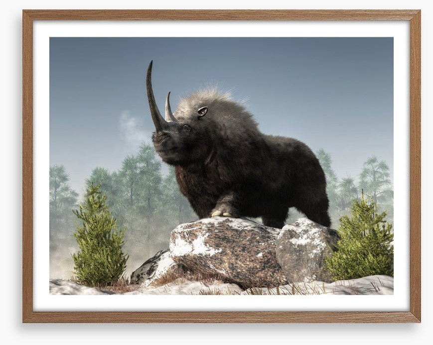 Woolly rhino watch