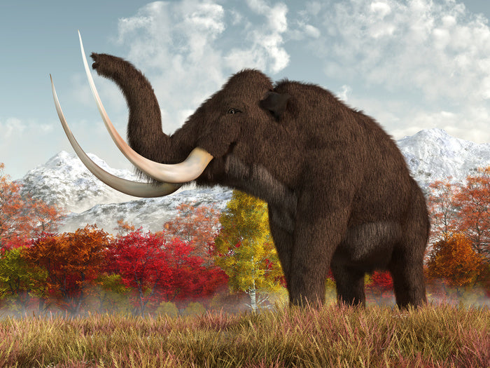 Happy Woolly Mammoth | Stretched Canvas – Wall Art Prints