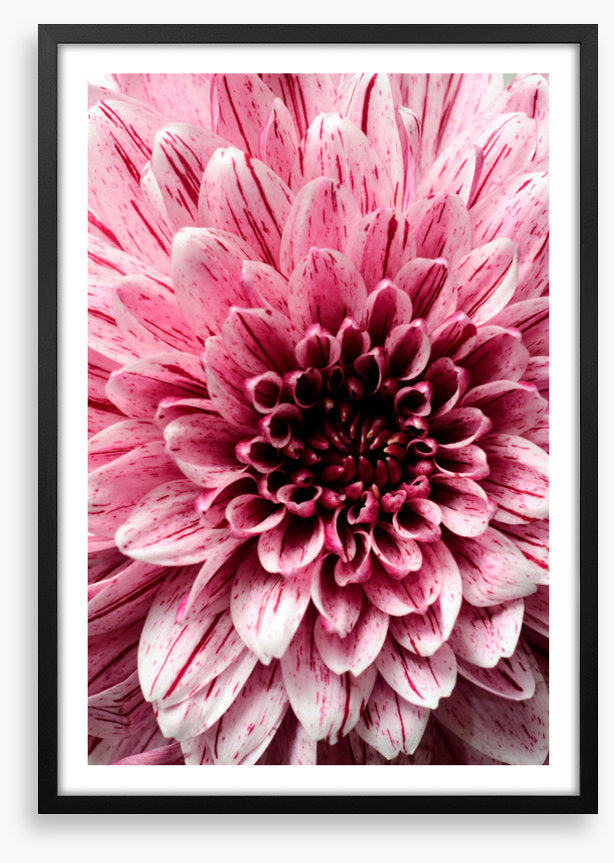 Burst into bloom 2