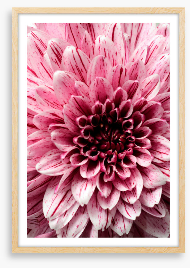Burst into bloom 2
