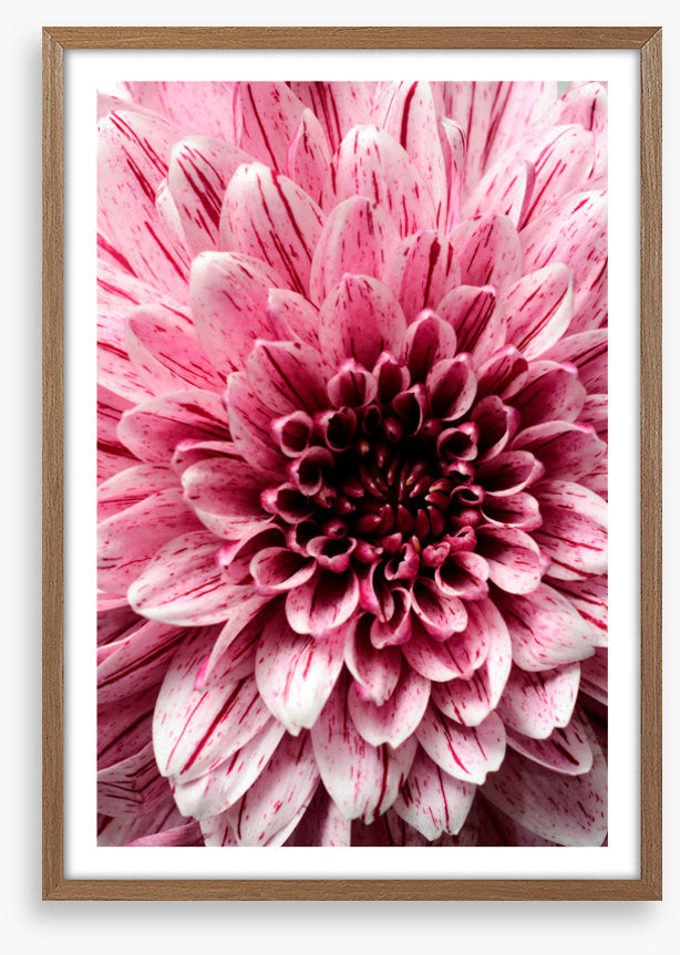 Burst into bloom 2