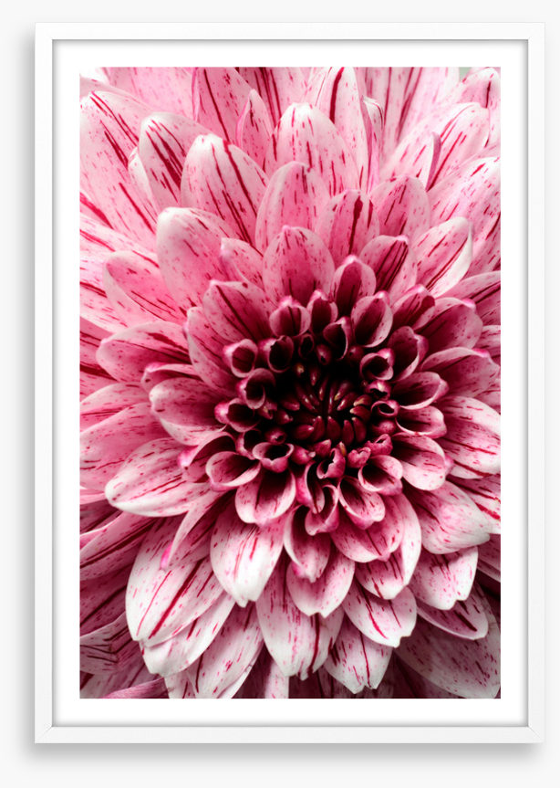 Burst into bloom 2