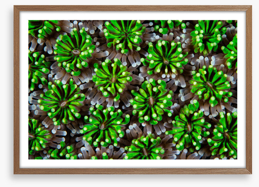 Green galaxea