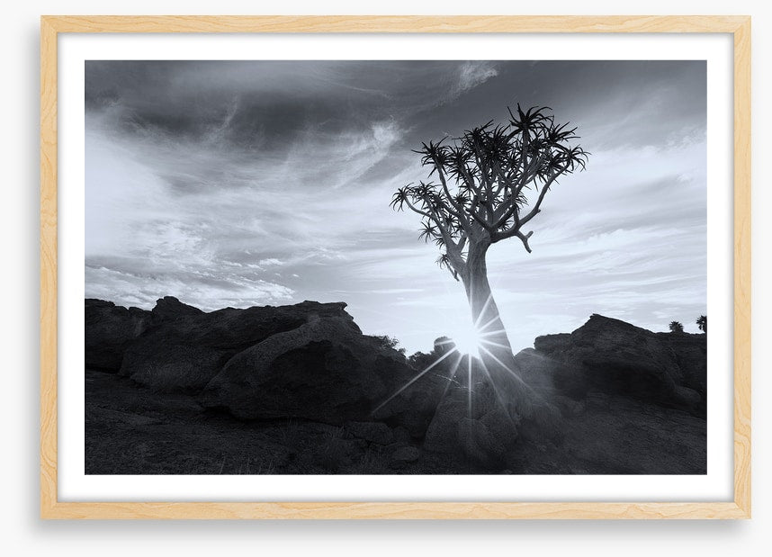 Quiver tree sunburst