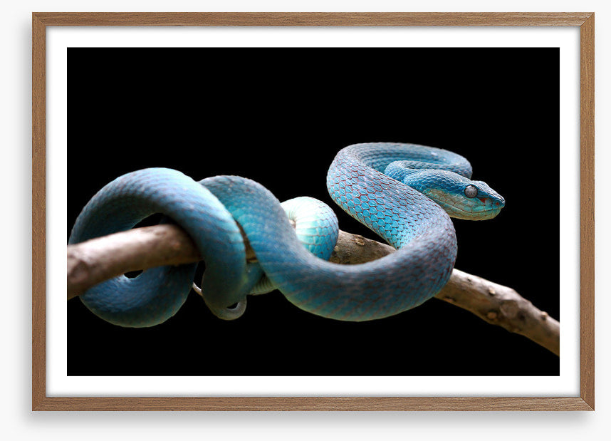 Blue viper branch