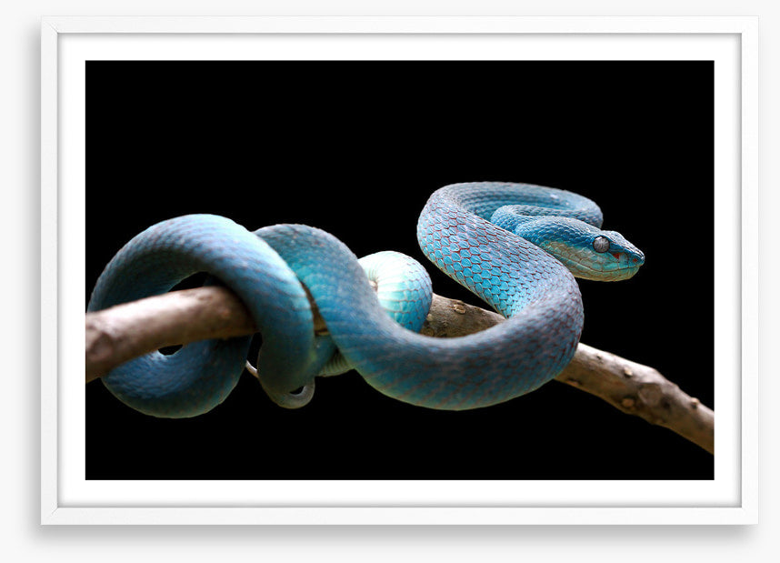 Blue viper branch
