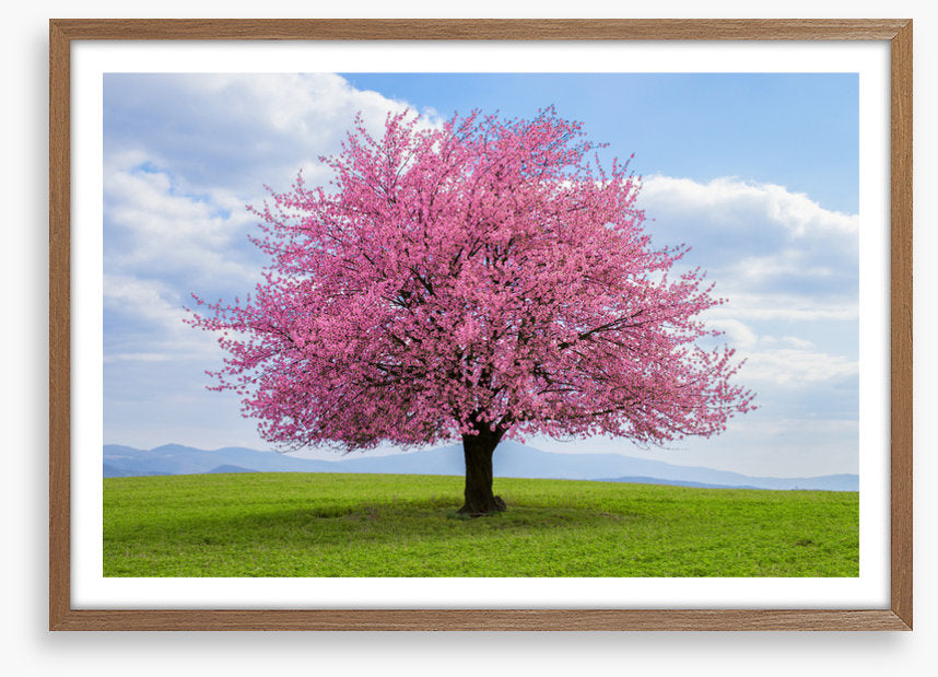 Solitary spring