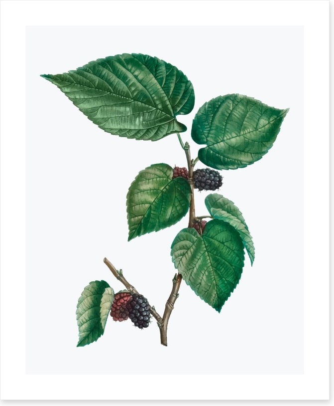 Vintage mulberries