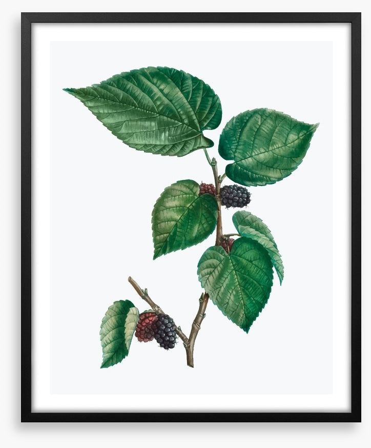 Vintage mulberries