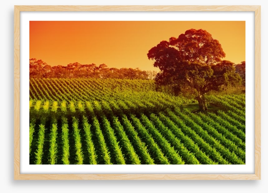 Afternoon vines in Adelaide Hills