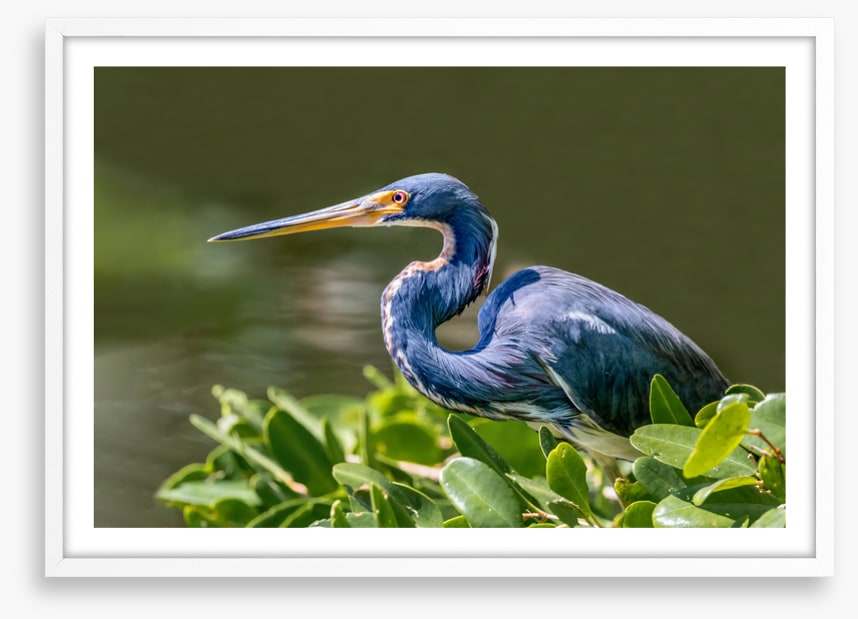 Tricolour heron hello