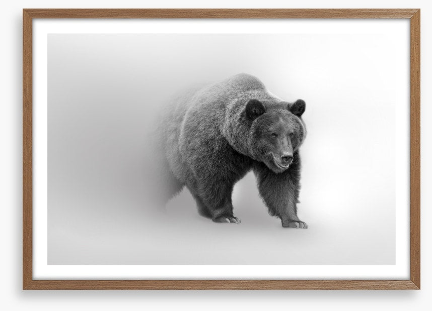 Bear from the mist