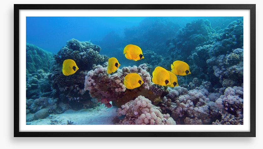Butterflies of the reef