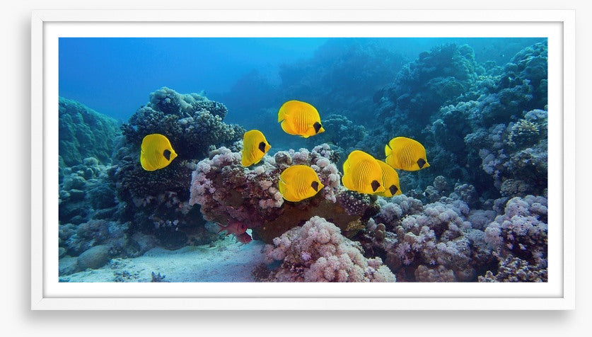 Butterflies of the reef