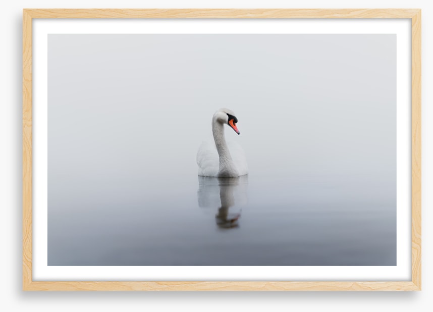 Lonely swan