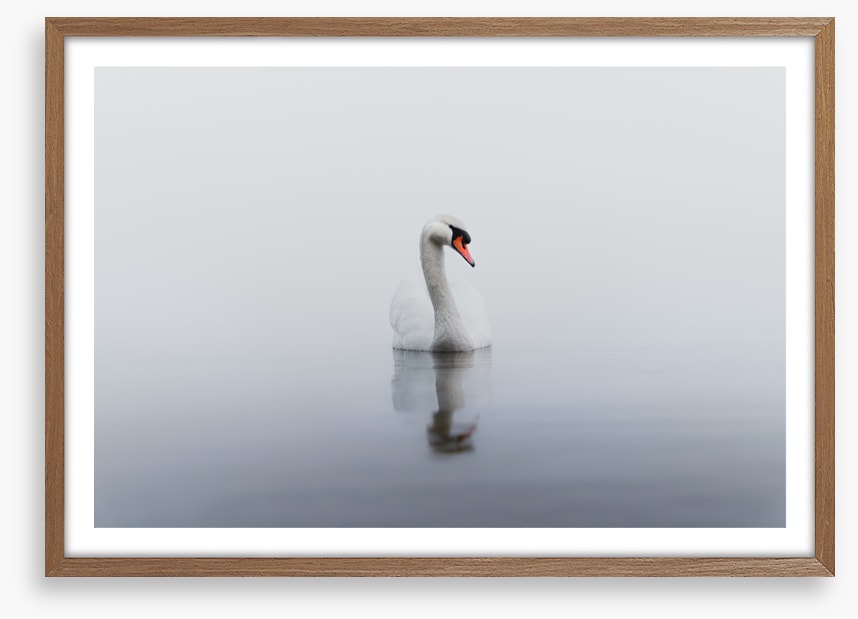 Lonely swan