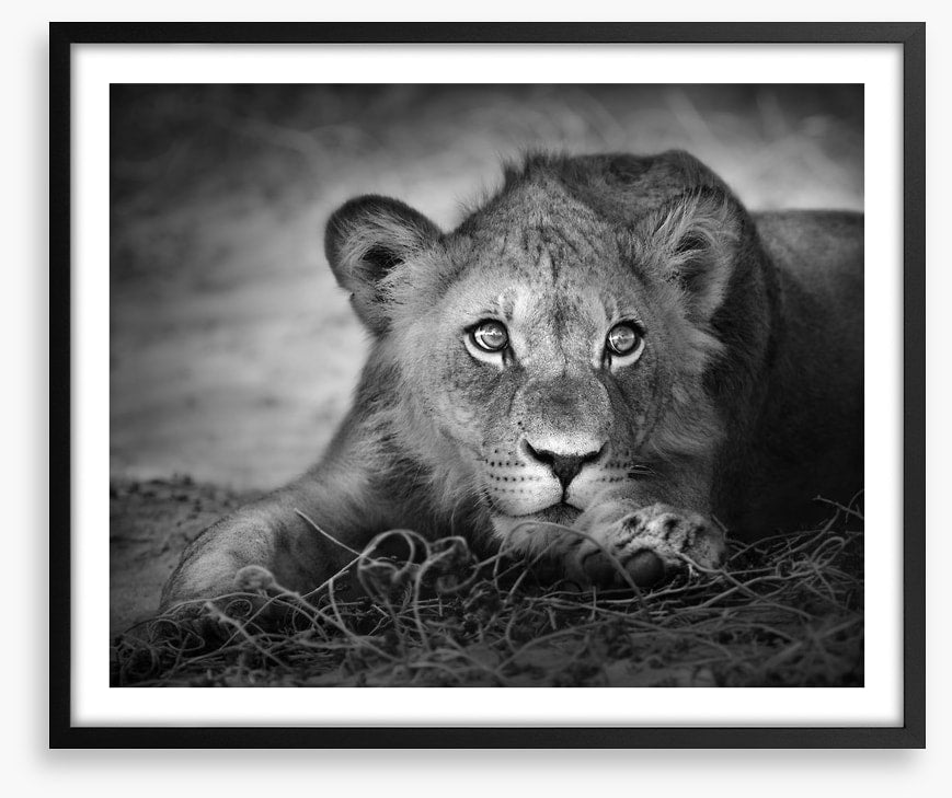 The young lion