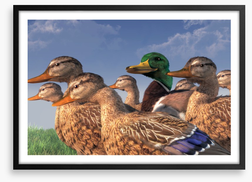 Birds