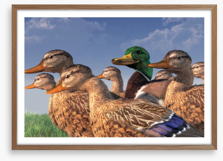 Birds
